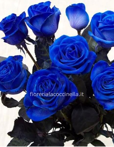 Rose Blu 70cm