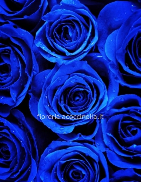 Rose Blu 70cm