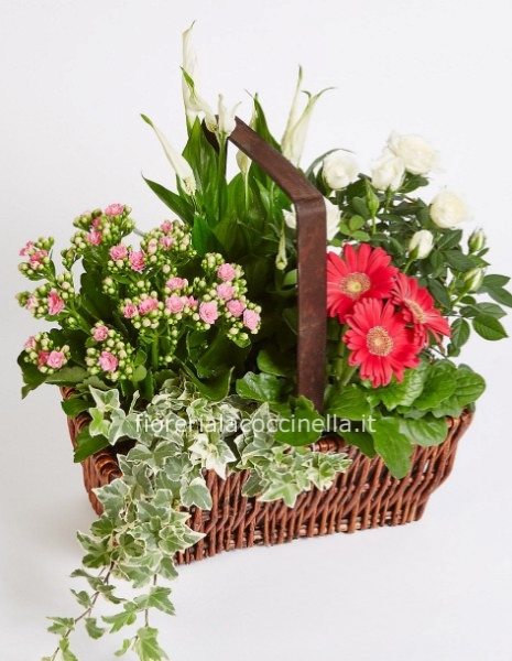 Cesto Piante Miste & Gadget Pasquale