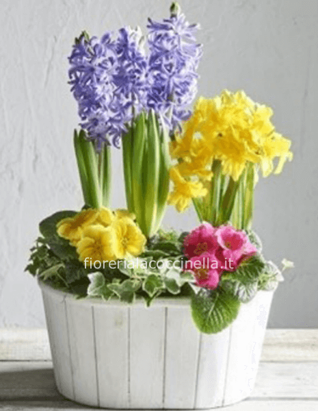 Cesto Piante Miste & Gadget Pasquale