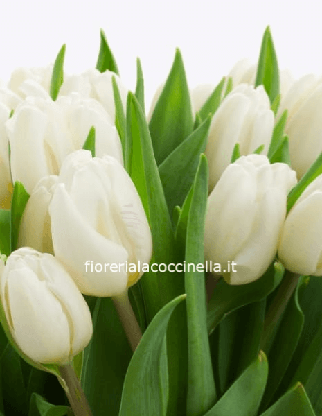 Bouquet Tulipani Bianchi