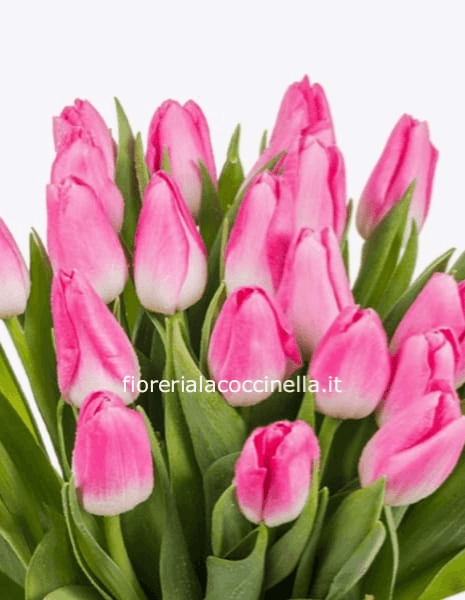 Bouquet Tulipani Rosa