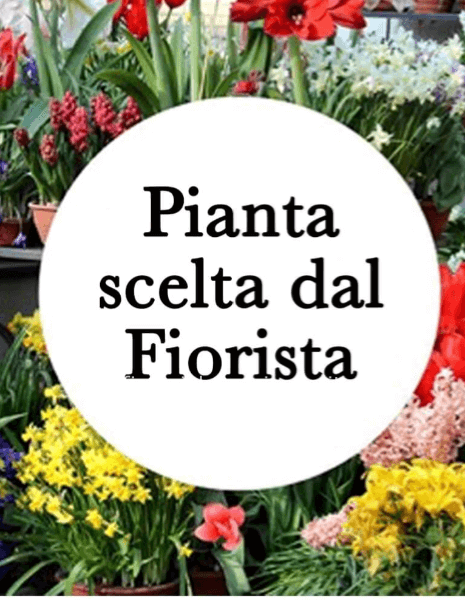 Flower Box + Peluche + Baci Perugina » Fiori a Anzio, Fiorista a Anzio per  acquisto online e invio con consegna a domicilio a Anzio.