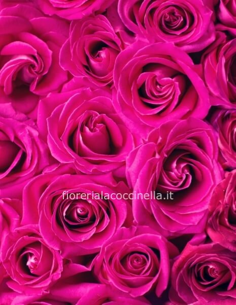 Bouquet di Rose Fucsia
